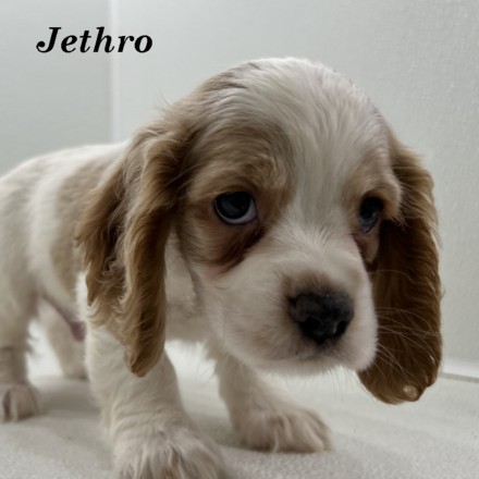 puppy, for, sale, Cocker Spaniel, Joe & Cherri  Overlease, dog, breeder, Miller, MO, dog-breeder, puppy-for-sale, forsale, nearby, find, puppyfind, locator, puppylocator, aca